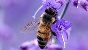 蜜蜂对农业的贡献究竟有多大